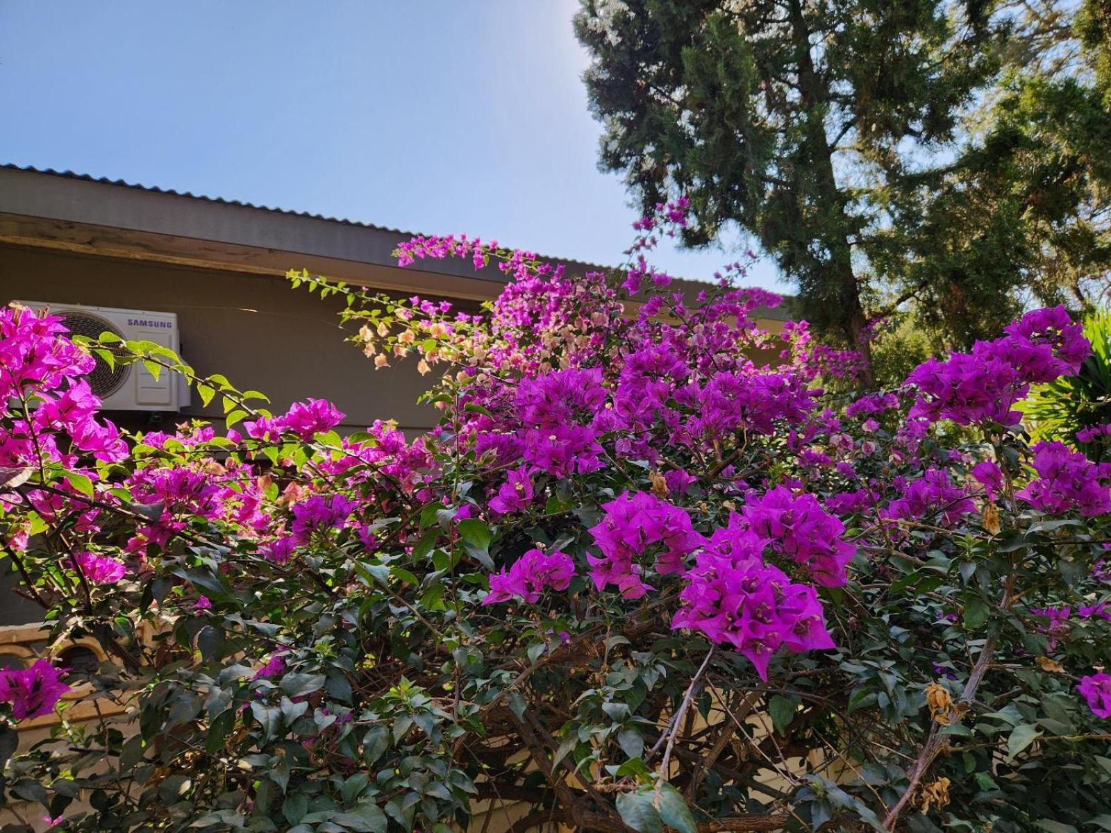 Tree Aloe Guest House Mokopane Exterior foto